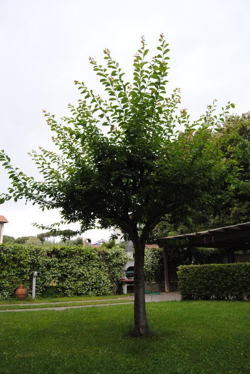 Apartamento Il Susino Tirrenia Exterior foto